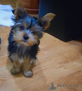 Photo №1. yorkshire terrier - à vendre en ville de Tbilissi | 473€ | Annonce №97089