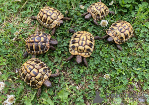 Photo №1.  - à vendre en ville de Vienna | 100€ | Annonce № 143771