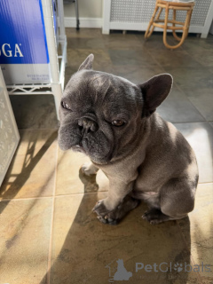 Photo №1. bouledogue - à vendre en ville de Egerkingen | négocié | Annonce №171691