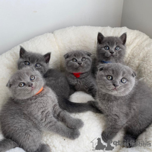 Photo №1. scottish fold - à vendre en ville de Belgrade | négocié | Annonce № 169806