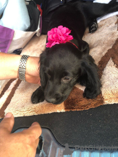 Photo №2 de l'annonce № 167497 de la vente cocker spaniel anglais - acheter à Danemark annonce privée, éleveur