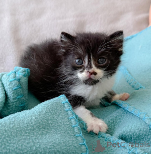 Photo №1. chat de gouttière - à vendre en ville de Aarbergen | 450€ | Annonce № 147404