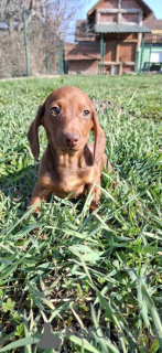 Photo №3. Notre belle fille a eu de magnifiques chiots. Allemagne