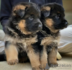 Photo №1. berger allemand - à vendre en ville de Helsinki | négocié | Annonce №123561