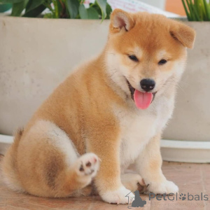 Photo №3. Shiba Inu japonais. Belgique