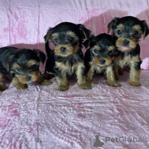 Photo №1. yorkshire terrier - à vendre en ville de Londres | 300€ | Annonce №78372