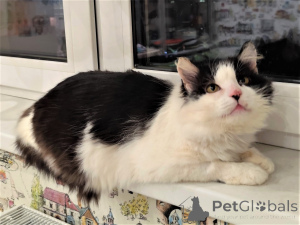 Photo №1.  - à vendre en ville de Minsk | Gratuit | Annonce № 165784