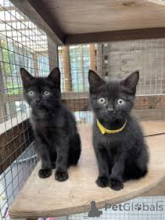 Photo №1. bombay - à vendre en ville de Vienne | 580€ | Annonce № 163819