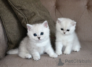 Photo №2 de l'annonce № 123358 de la vente british shorthair - acheter à Allemagne annonce privée, éleveur