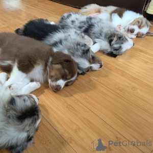 Photo №2 de l'annonce № 160172 de la vente berger australien - acheter à Allemagne annonce privée