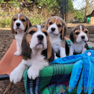 Photo №1. beagle - à vendre en ville de Amberg | 513€ | Annonce №166492