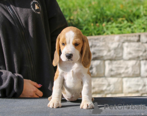 Photo №2 de l'annonce № 13617 de la vente beagle - acheter à Biélorussie de la fourrière
