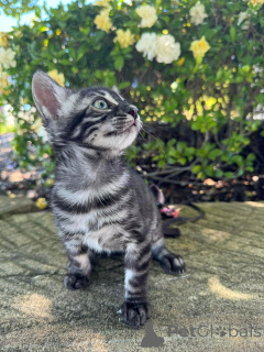 Photo №2 de l'annonce № 152640 de la vente bengal - acheter à Suisse annonce privée