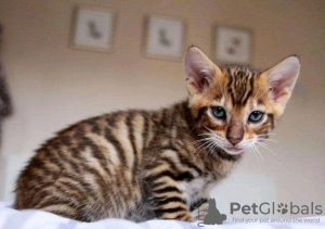 Photo №3. Superbes chatons Toyger Business WhatsApp 37256062792. La finlande