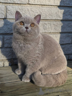 Photo №2 de l'annonce № 167778 de la vente british shorthair - acheter à Allemagne annonce privée