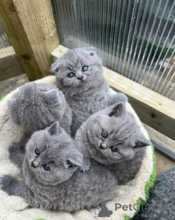 Photo №1. british shorthair - à vendre en ville de Édimbourg | négocié | Annonce № 173809