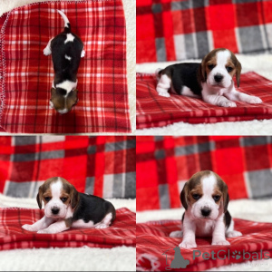Photo №1. beagle - à vendre en ville de Irjala | négocié | Annonce №162108