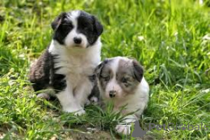Photo №2 de l'annonce № 161576 de la vente border collie - acheter à Luxembourg annonce privée, éleveur