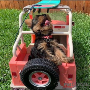 Photos supplémentaires: Adorables chiots Yorkie à vendre