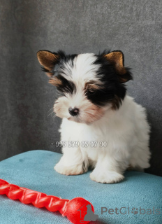 Photo №1. biewer yorkshire terrier - à vendre en ville de Tbilissi | négocié | Annonce №167461