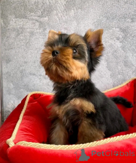 Photo №3. TEACUP YORKIE PUPPY POUR L'ADOPTION. USA