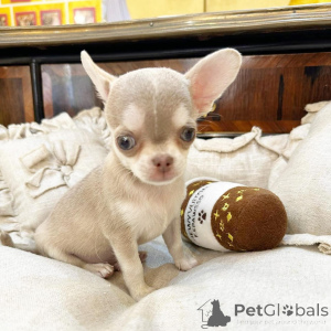 Photo №3. Prachtige Chihuahua-puppy's zoeken een liefdevol new thuis. Pays Bas