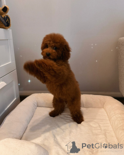 Photo №3. Chiots caniches toy en bonne santé et heureux à la recherche de familles pour. Allemagne