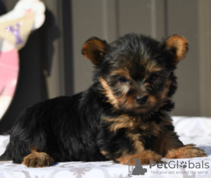 Photo №2 de l'annonce № 50502 de la vente yorkshire terrier - acheter à USA annonce privée