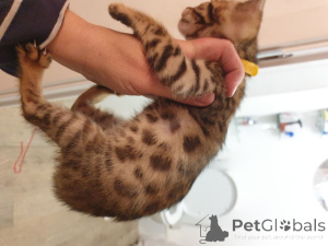 Photo №4. Je vais vendre bengal en ville de Bachka-palanka. annonce privée - prix - négocié