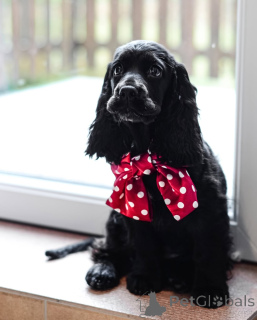 Photo №3. Rencontrez Oliver joyeux, fidèle et plein d'amour ! Toujours prêt pour les. Allemagne