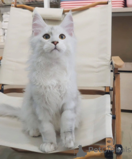 Photo №1. maine coon - à vendre en ville de Munich | négocié | Annonce № 155914