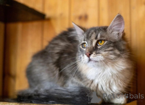 Photo №4. Je vais vendre  en ville de Rivière moscou. annonce privée - prix - Gratuit