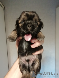 Photo №2 de l'annonce № 81128 de la vente lhassa apso, shih tzu - acheter à Estonie annonce privée, de la fourrière, éleveur