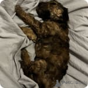 Photo №4. Je vais vendre caniche (jouet) en ville de Iowa City. annonce privée - prix - 638€