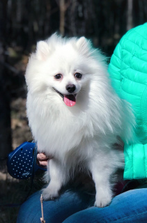 Photo №4. Je vais vendre spitz allemand en ville de Sébastopol. éleveur - prix - 505€