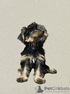 Photos supplémentaires: Chiots yorkshire terrier