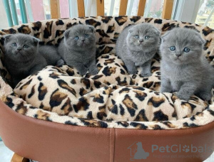 Photo №1. scottish fold - à vendre en ville de Ghent | Gratuit | Annonce № 127845