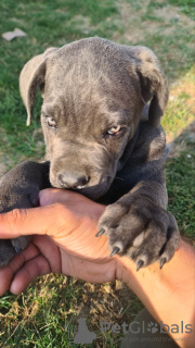 Photos supplémentaires: CANE CORSO beaux chiots