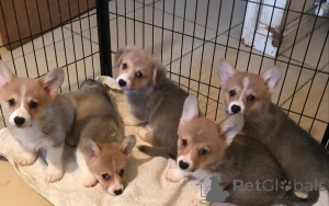 Photo №1. welsh corgi - à vendre en ville de Canton de Pennsylvanie | 956€ | Annonce №148414