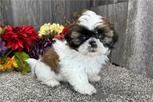 Photo №3. Charmante Shih Tzu-Welpen verfügbar. Belgique