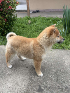 Photo №2 de l'annonce № 138757 de la vente  - acheter à Serbie 