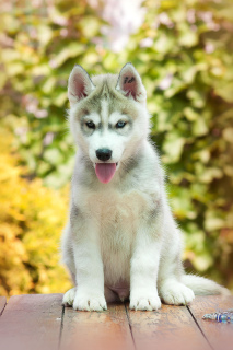 Photo №2 de l'annonce № 2598 de la vente husky de sibérie - acheter à Fédération de Russie de la fourrière