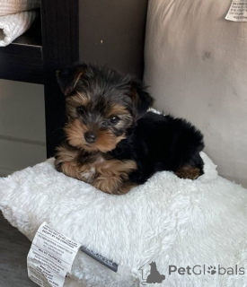 Photo №1. yorkshire terrier - à vendre en ville de Aizlingen | 500€ | Annonce №157024