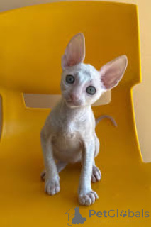 Photo №2 de l'annonce № 165932 de la vente cornish rex - acheter à France annonce privée, éleveur