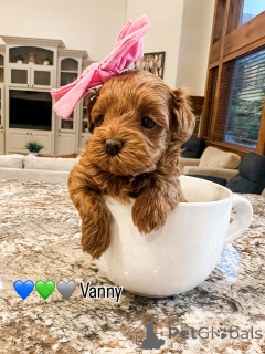 Photo №1. labradoodle - à vendre en ville de Bertrand | 650€ | Annonce №157478