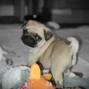 Photo №3. Chiots carlin parfaits en bonne santé, heureux et prêts pour leur foyer éternel . Allemagne