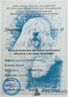 Photo №3. SAO (chien de berger d'Asie centrale) / Alabai. La Lettonie
