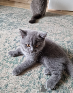 Photo №1. british shorthair - à vendre en ville de Siegburg | 500€ | Annonce № 164524