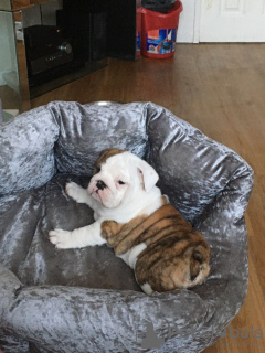 Photo №4. Je vais vendre bulldog anglais en ville de Bamberg. annonce privée, éleveur - prix - 400€