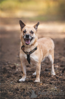 Photos supplémentaires: Le petit chien Suri est entre de bonnes mains.